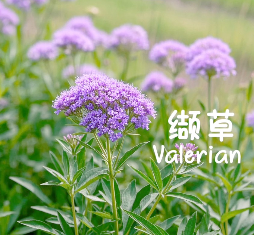 天然助眠黄金缬（xié）草